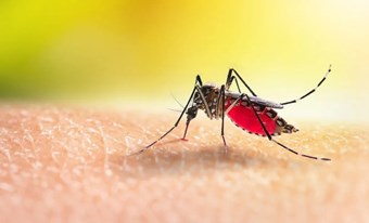 TRUYỀN THÔNG PHÒNG, CHỐNG BỆNH SỐT  XUẤT HUYẾT DENGUE